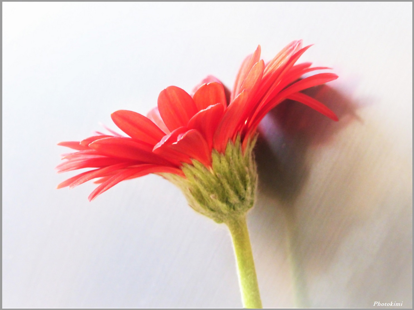 Die Widerspiegelung der Farbe "Rot" (II)