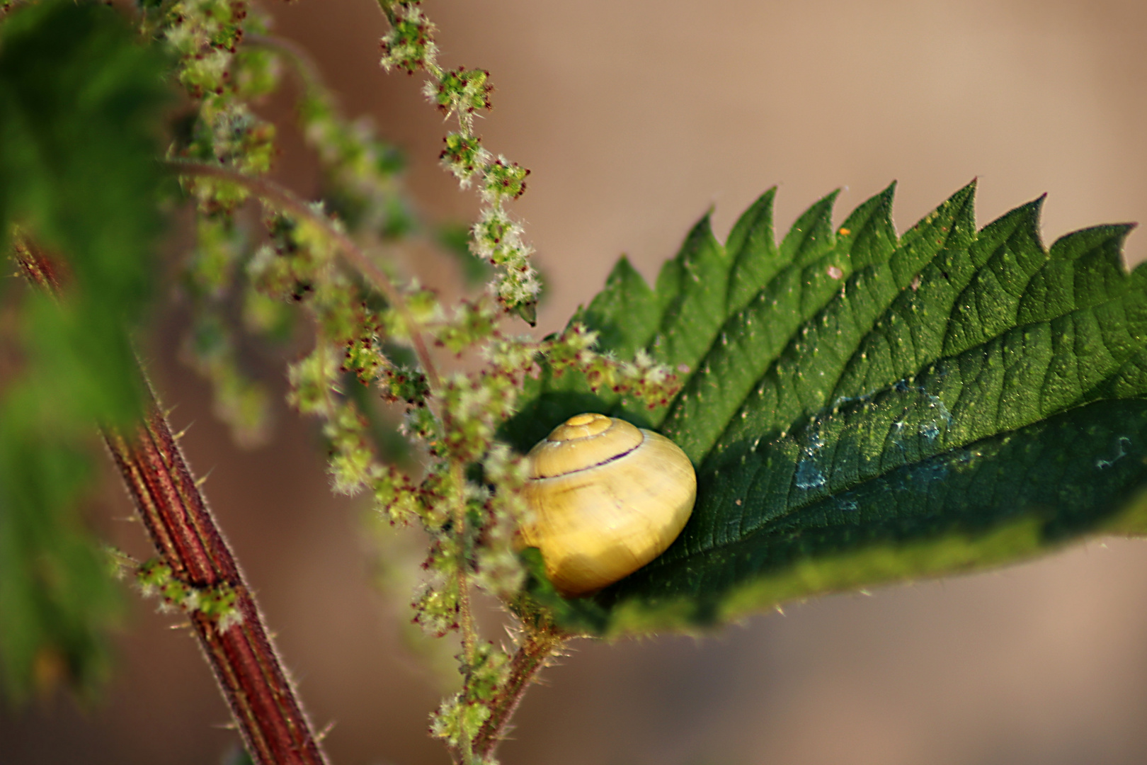 Die Wiege der Schnecke...