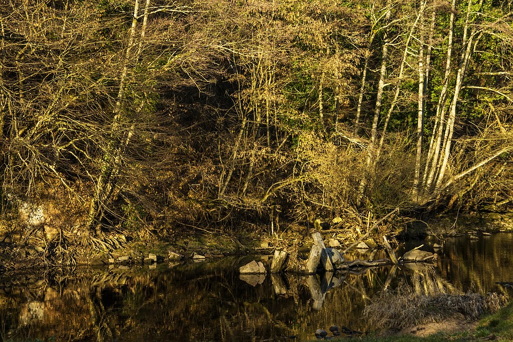 Die Wiese bei Maulburg 01