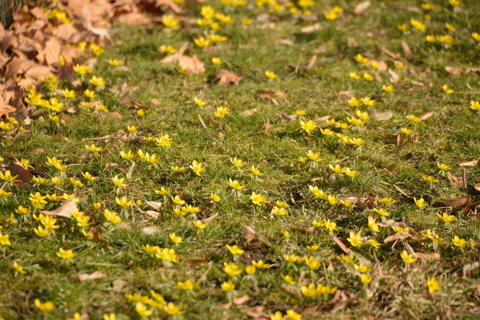 Die Wiese blüht wider.