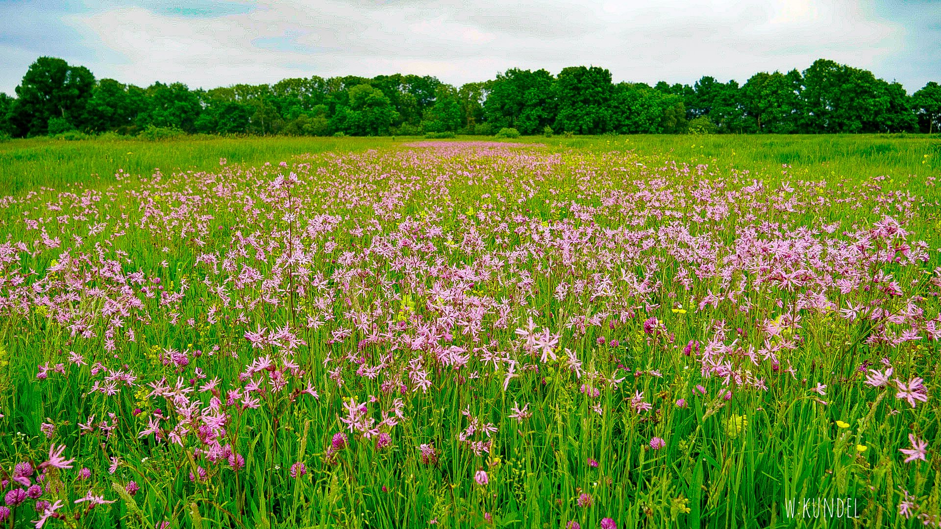 Die Wiese der Kuckucks-Lichtnelke 