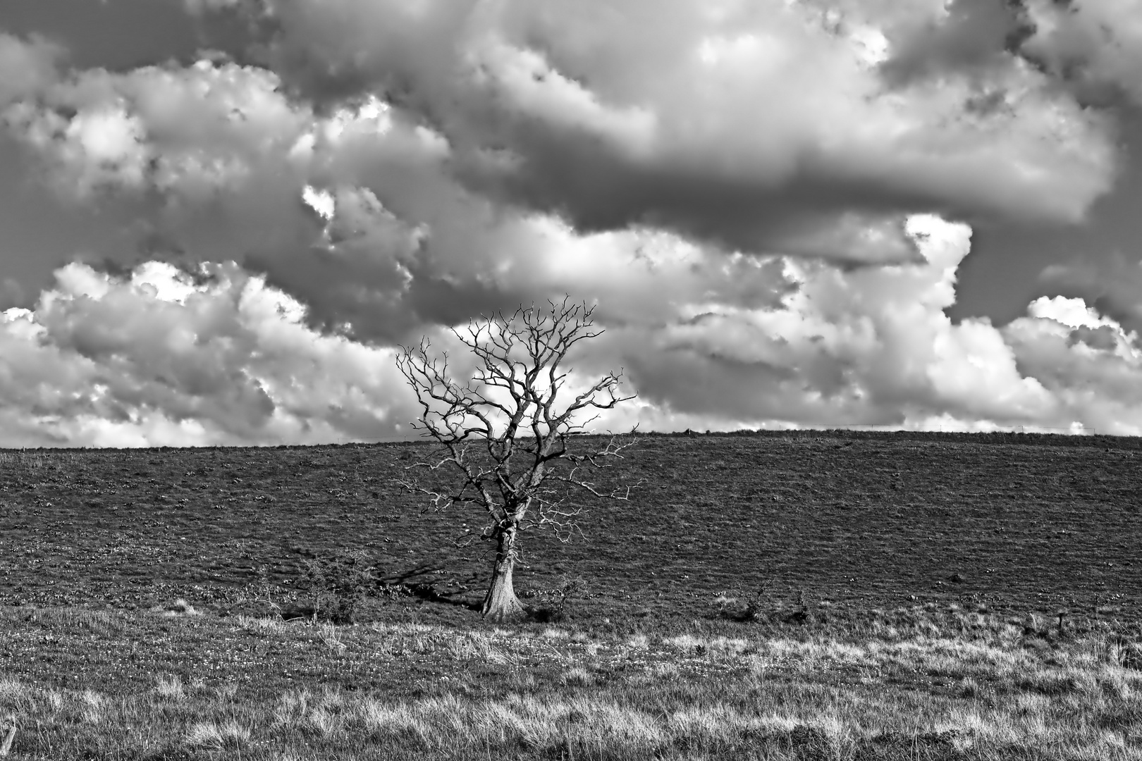 die Wiese des Baums  -  the meadow of the tree