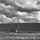 die Wiese des Baums  -  the meadow of the tree