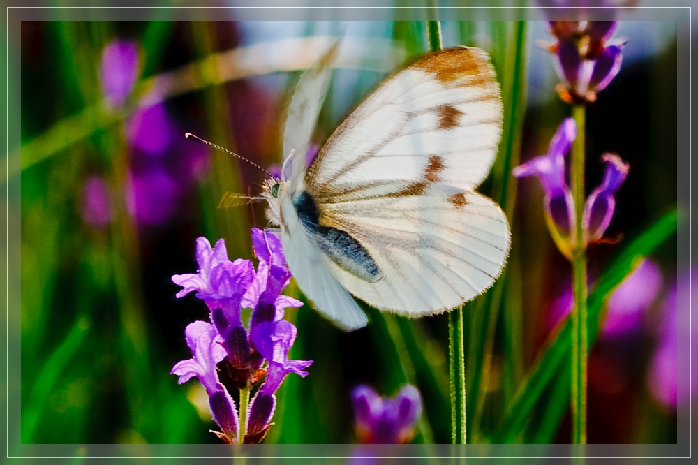 Die Wiese erwacht / The meadow awakes