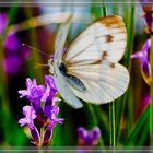 Die Wiese erwacht / The meadow awakes