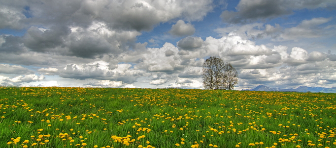 Die Wiese für den Löwenzahnhonig --