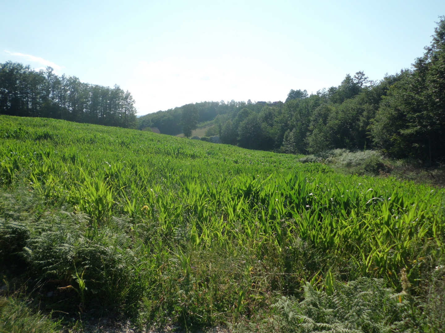 Die Wiese gegenüber