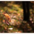 die Wiese im Herbst