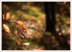 die Wiese im Herbst