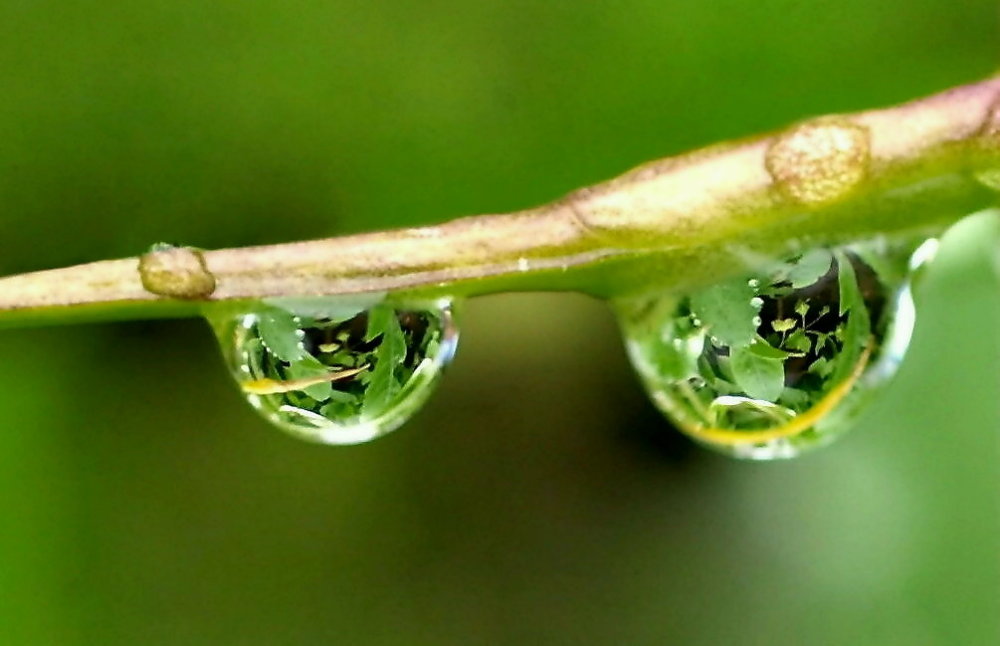 Die Wiese in einem Wassertropfen