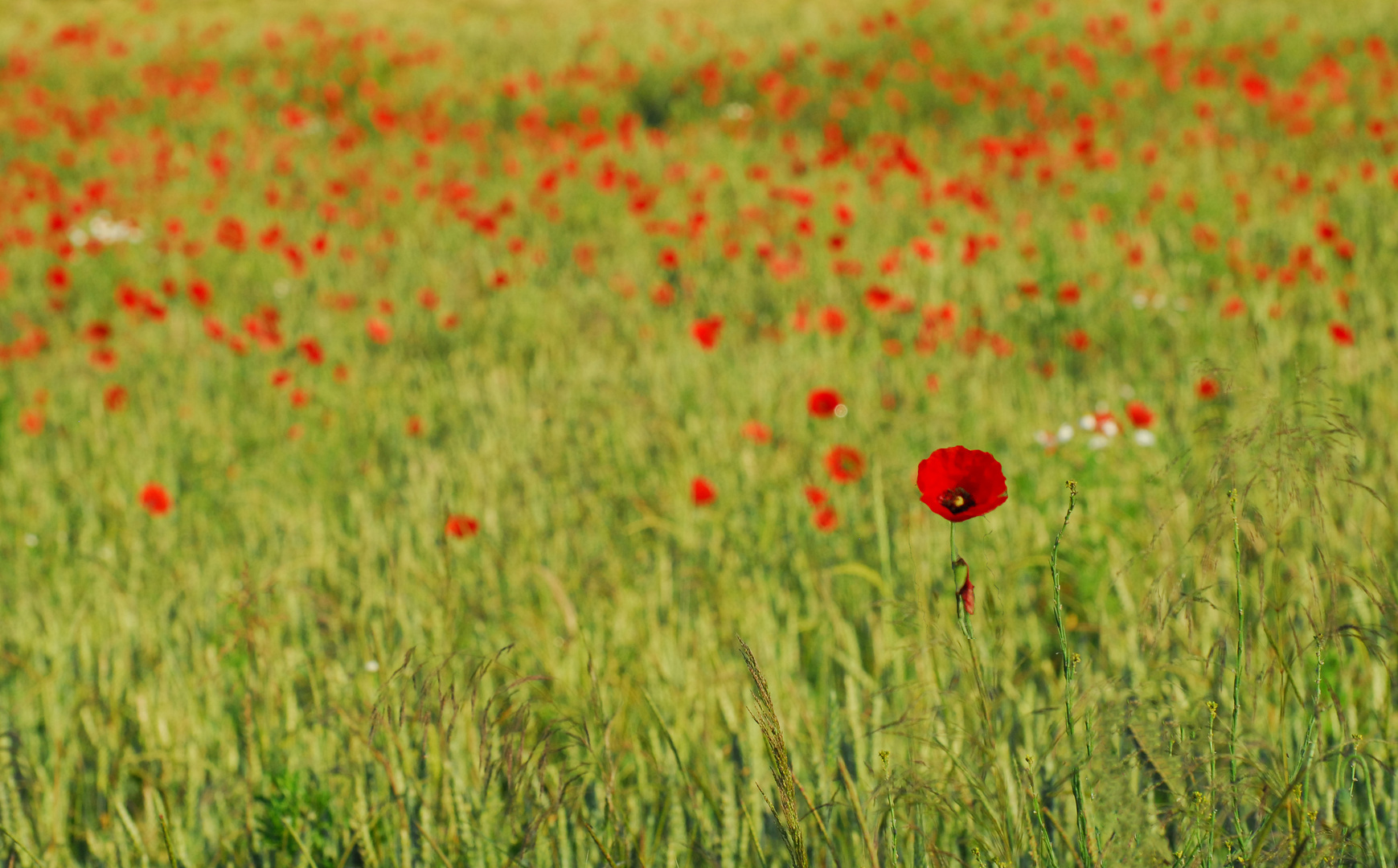 Die Wiese in rot