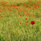 Die Wiese in rot