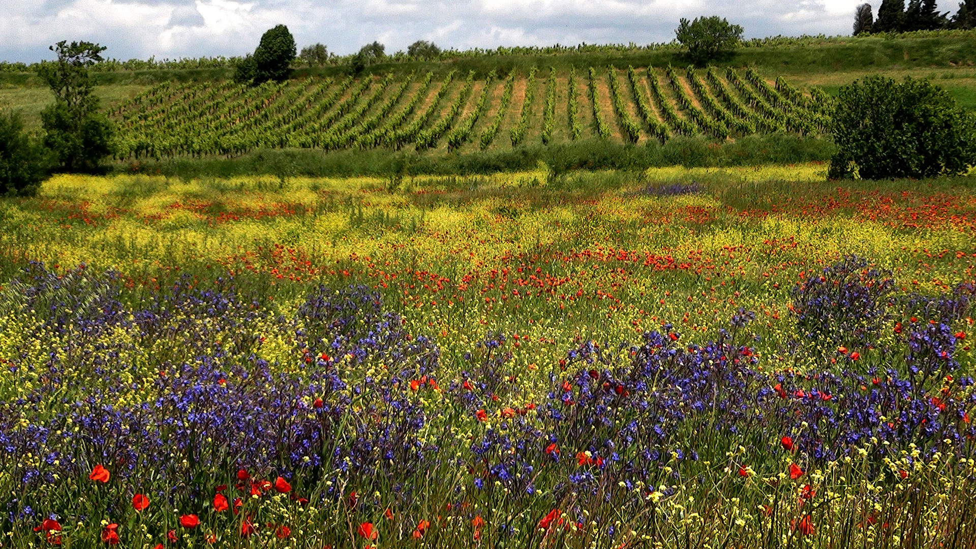 Die Wiese in Roussillon