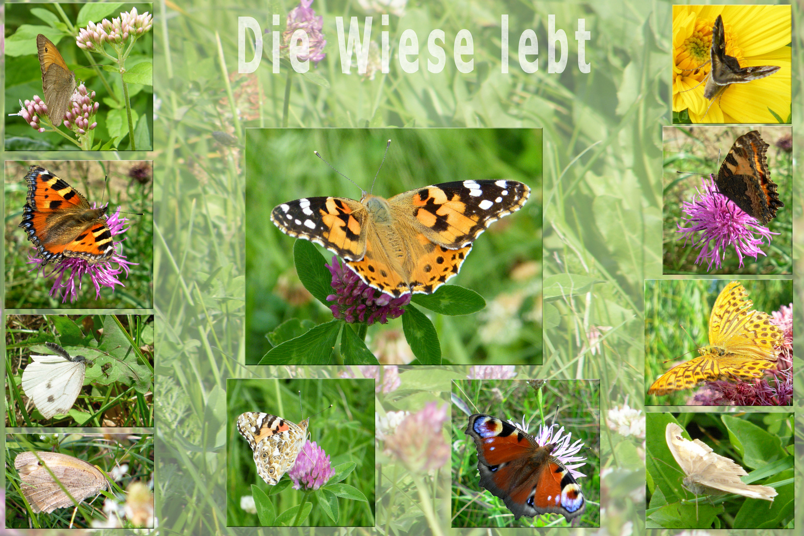 Die Wiese lebt