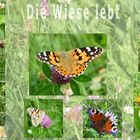 Die Wiese lebt