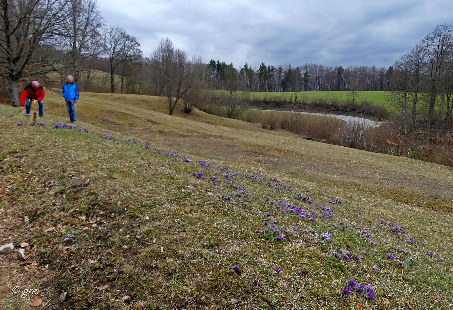 die Wiese mit den Küchenschellen