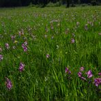 Die Wiese mit illyrischen Gladiolen...