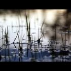 Die Wiese Nach Dem Regen