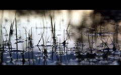 Die Wiese Nach Dem Regen