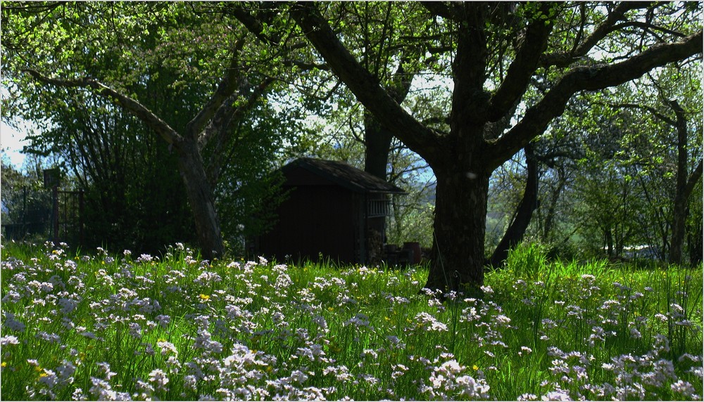 die Wiese schäumt