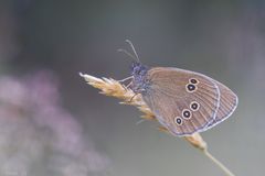 Die Wiese schläft