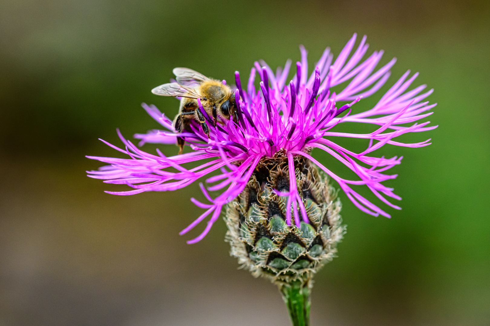 Die Wiesen-Flockenblume...