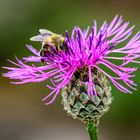 Die Wiesen-Flockenblume...