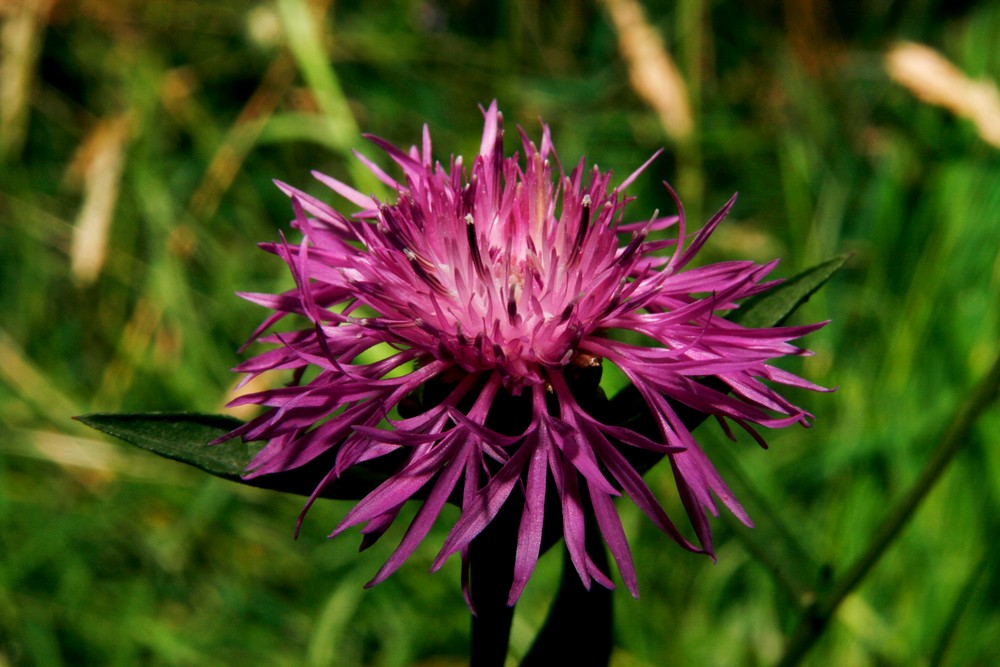 Die Wiesen - Flockenblume