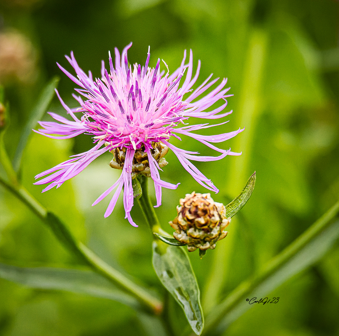 Die Wiesen-Flockenblume