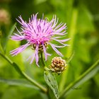 Die Wiesen-Flockenblume