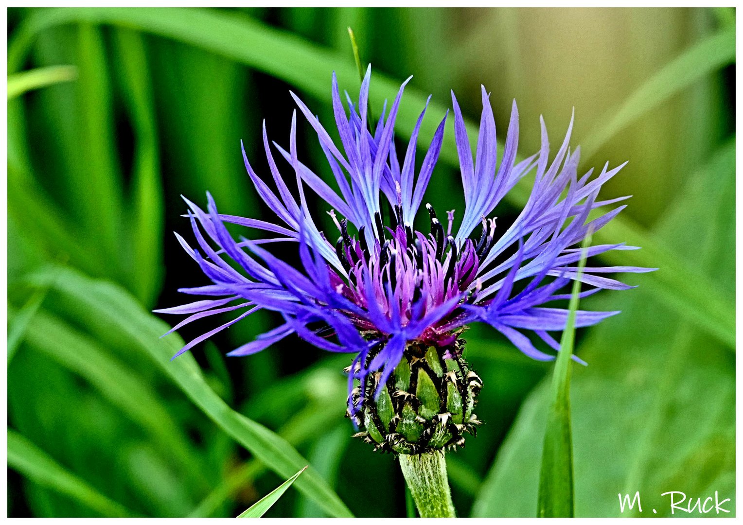 Die Wiesen Flockenblume kann man auch überall entdecken !