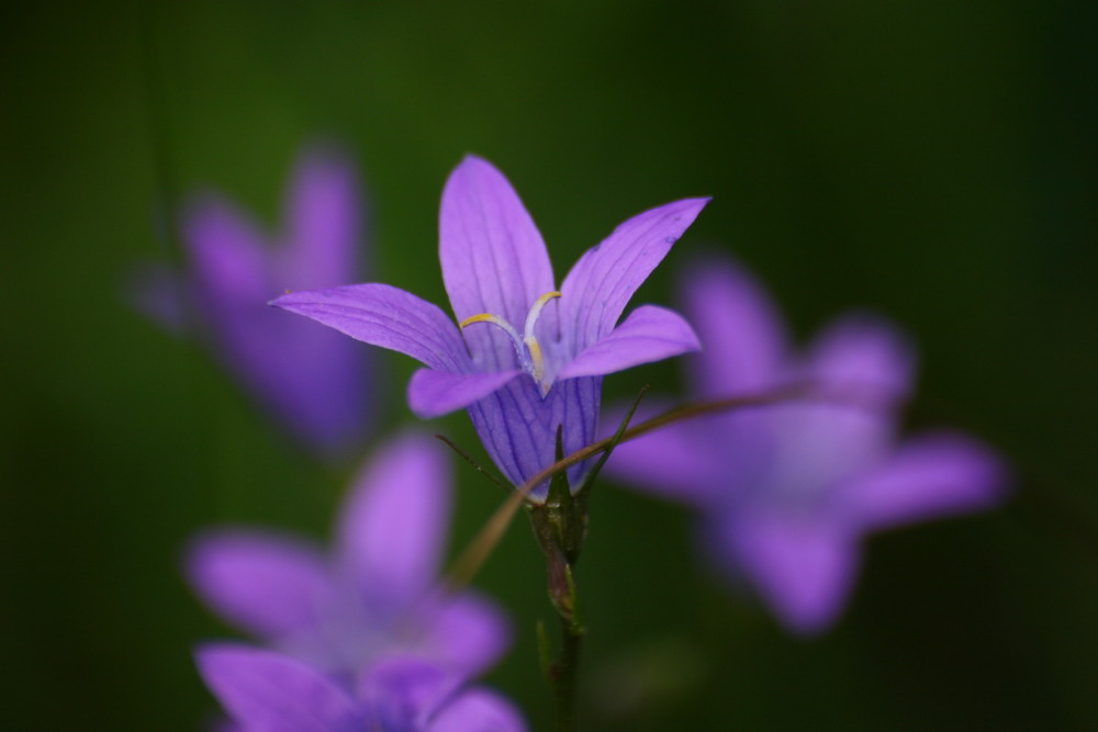 Die Wiesen-Glockenblume