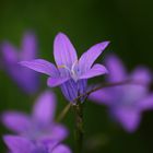 Die Wiesen-Glockenblume