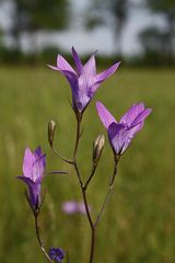 Die Wiesen-Glockenblume (Campanula patula)...