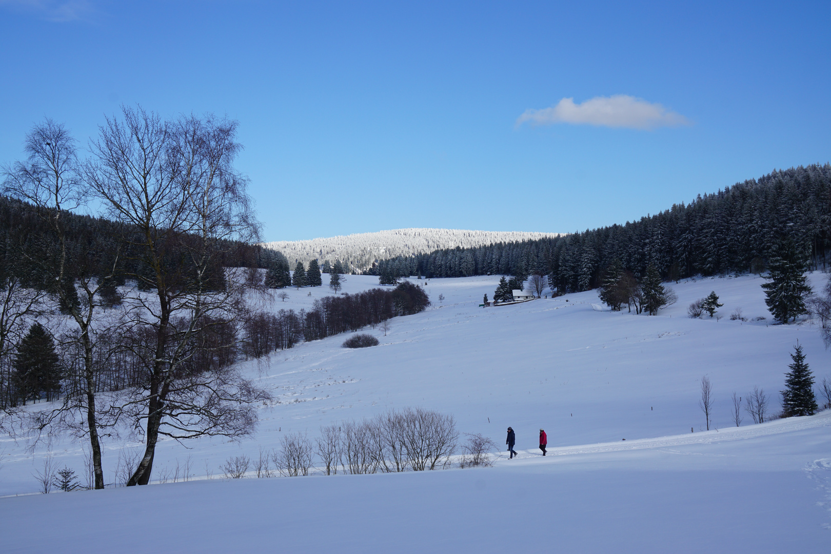 Die Wiesen im Haichle im Winter