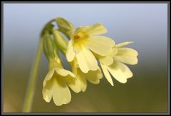 Die Wiesen schimmern wieder von diesen Blumen...