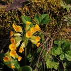 Die Wiesen-Schlüsselblume - Primula veris (Primelgewächse)