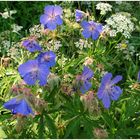 Die Wiesen stehen unter einer Fülle von Blüten ,der Sommer ist da !