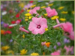 Die Wiesenblumen ...