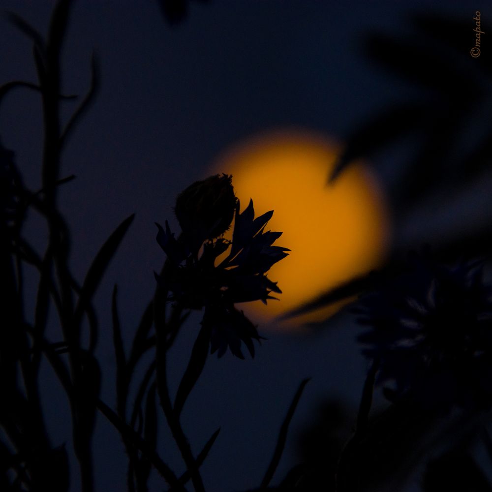 die Wiesenblumen und der Mond