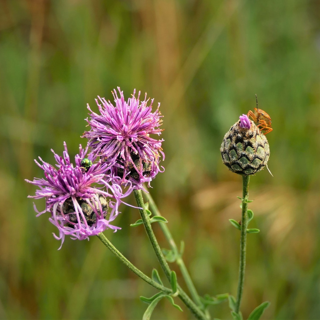 Die Wiesenflockenblumen