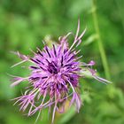 Die Wiesenflockenblumen