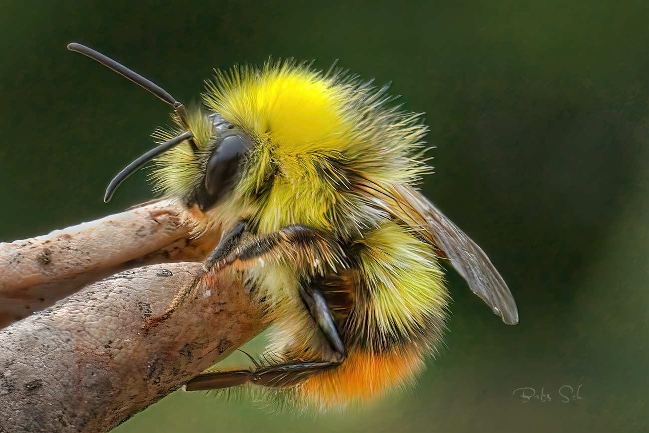 Die Wiesenhummel