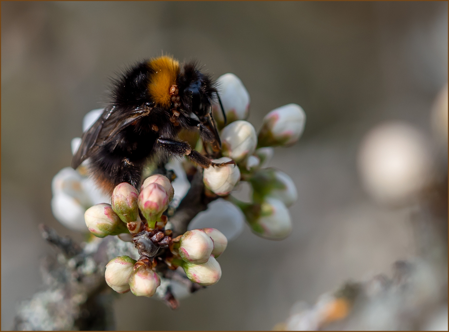 Die Wiesenhummel...