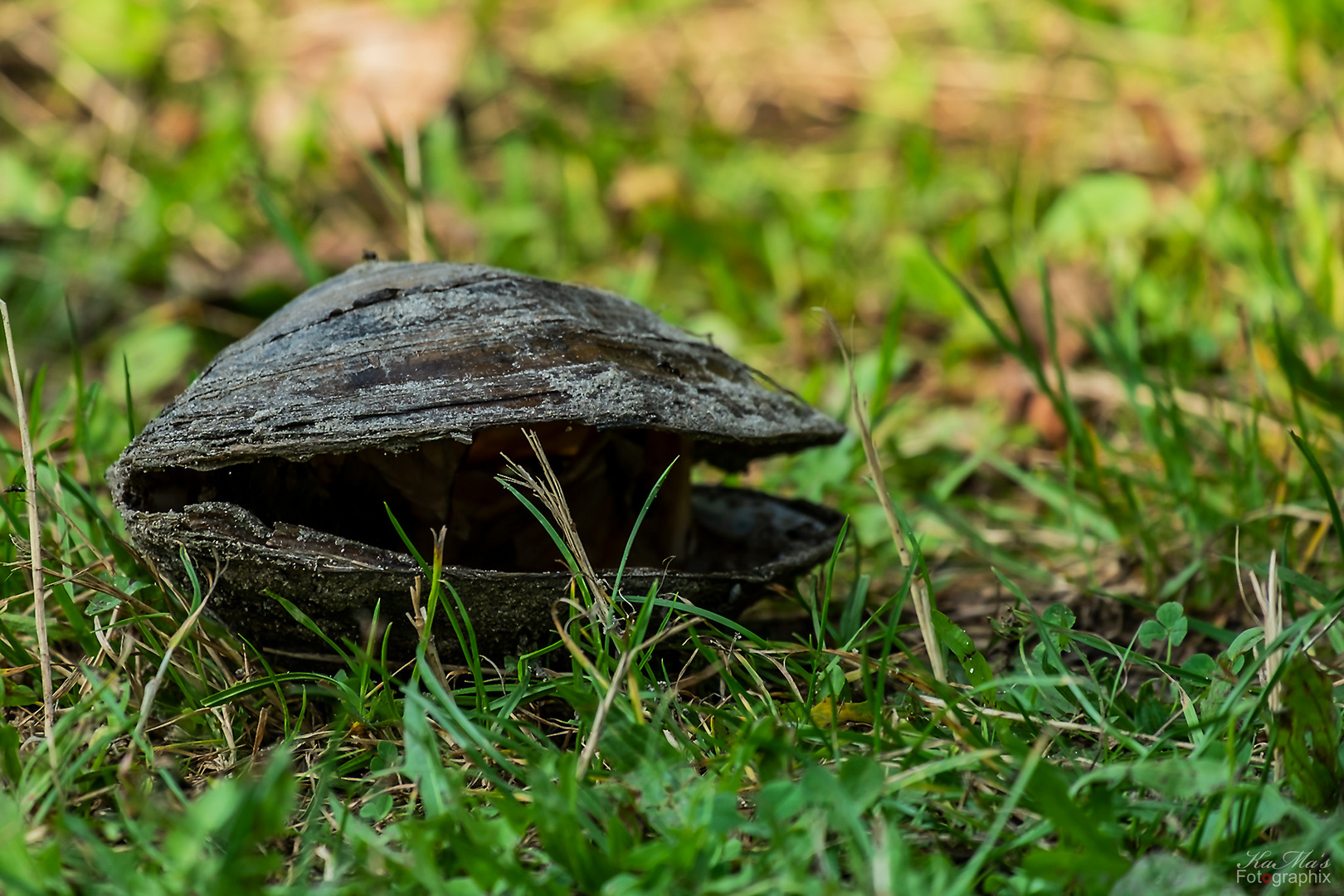 Die Wiesenmuschel