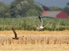 Die Wiesenweihe hat es schwer, ...