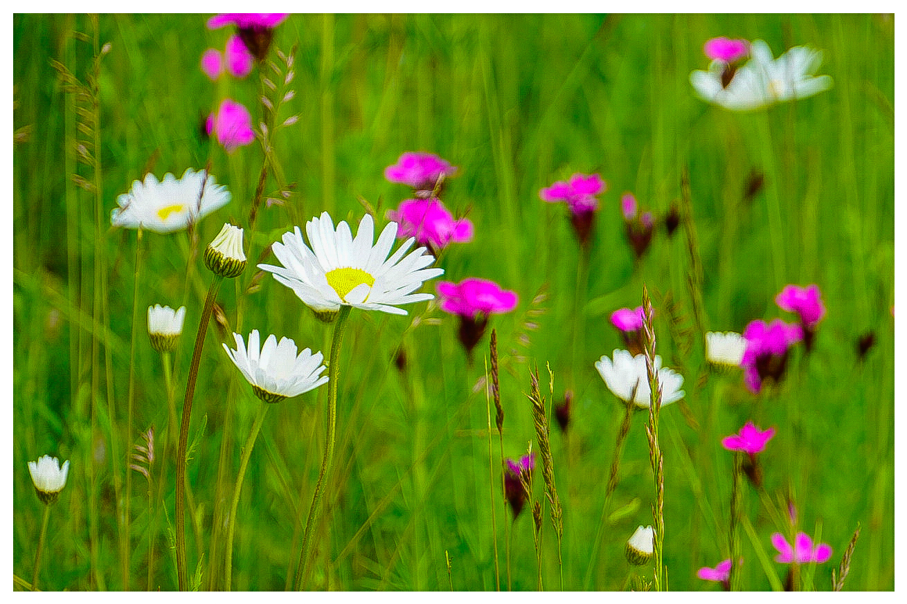 die Wiesenwucherblume