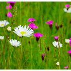 die Wiesenwucherblume