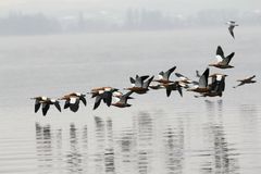 Die Wild.-Rostgänse kommen