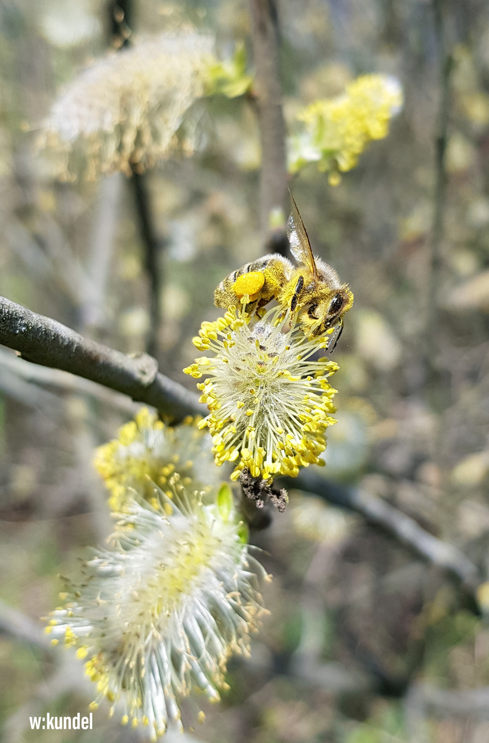 die Wildbiene